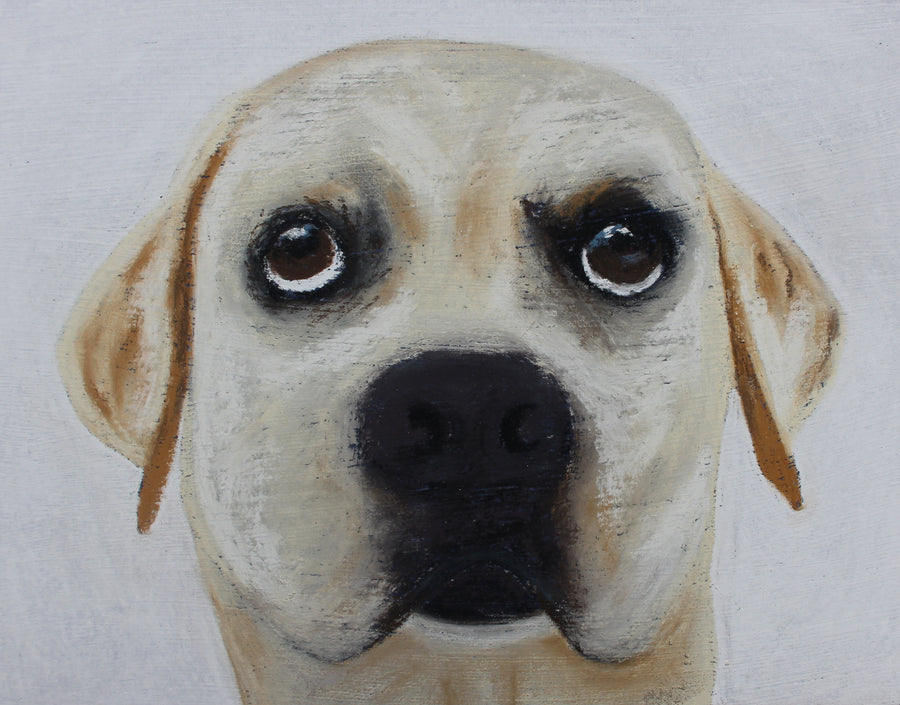 Can I have some too? - Labrador