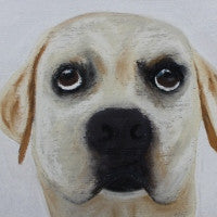 Can I have some too? - Labrador