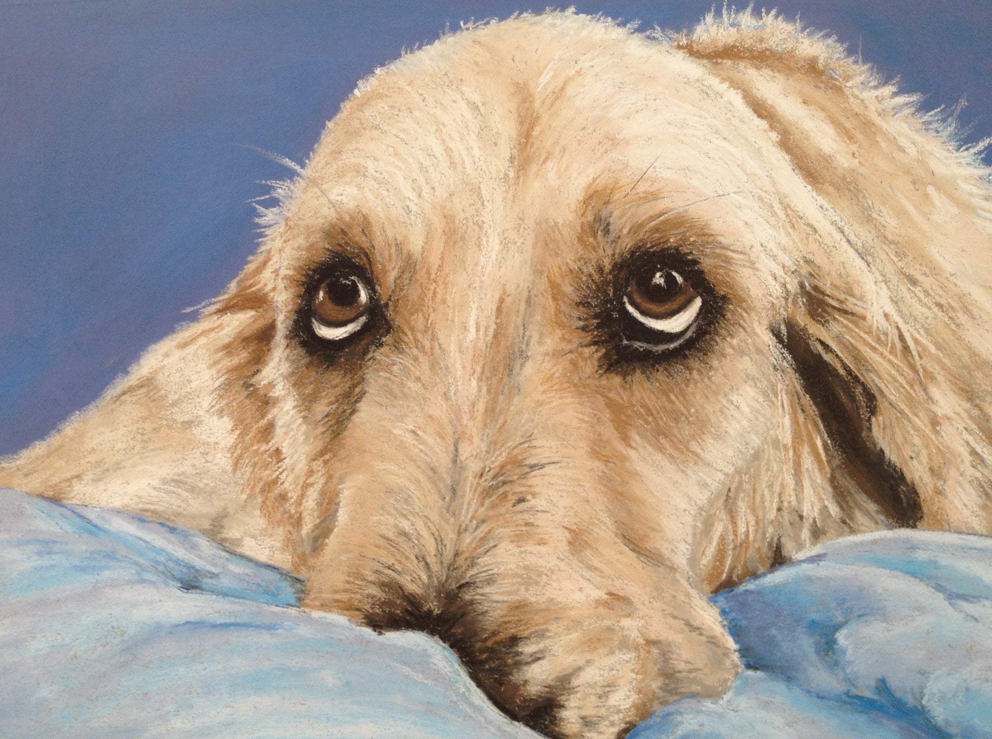 Please don't make me - Golden Retriever