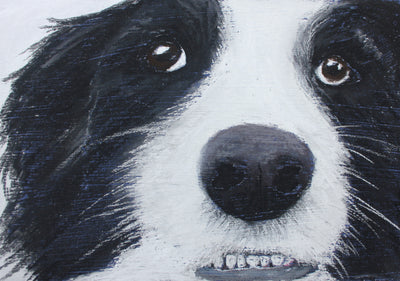 Show me your pearly whites - Border Collie