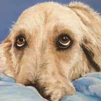 Please don't make me - Golden Retriever