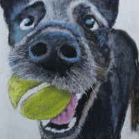 Wanna Play? - Blue Heeler