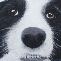 Show me your pearly whites - Border Collie